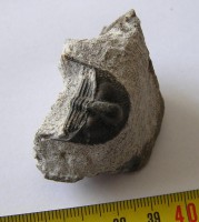 /album/kepgaleria-fenykepgaleria2/trilobita-omnia-superba-1-jpg/